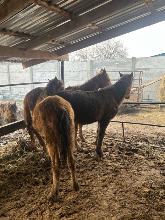 Еркек жабагылар сатылады !!!