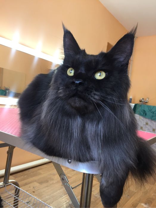 Экспресс-линька и профессиональное мытье кошек!