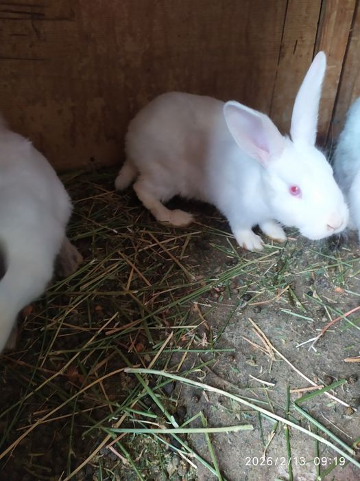 Домашние Кролики 3.5 месяца цвет белый