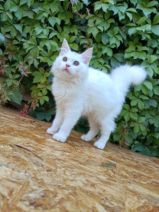 Продается котёнок