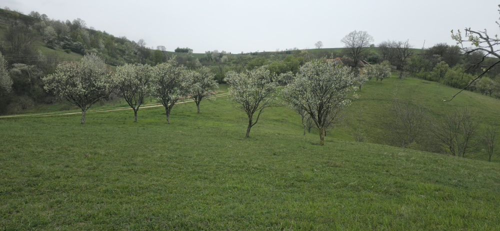 Teren Dumbrăvița de Codru