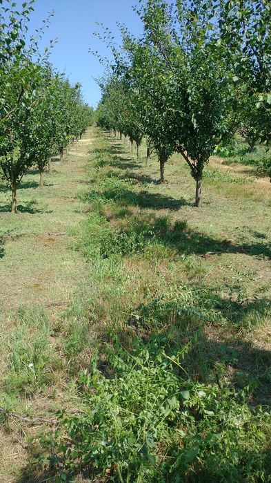 Vând teren intravilan