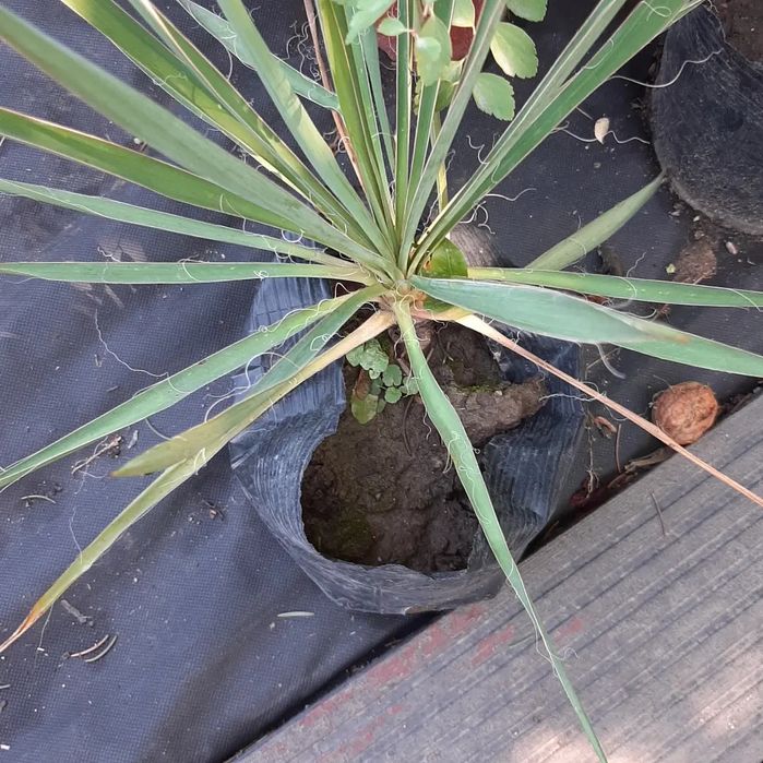 Цветы уличные и комнатные