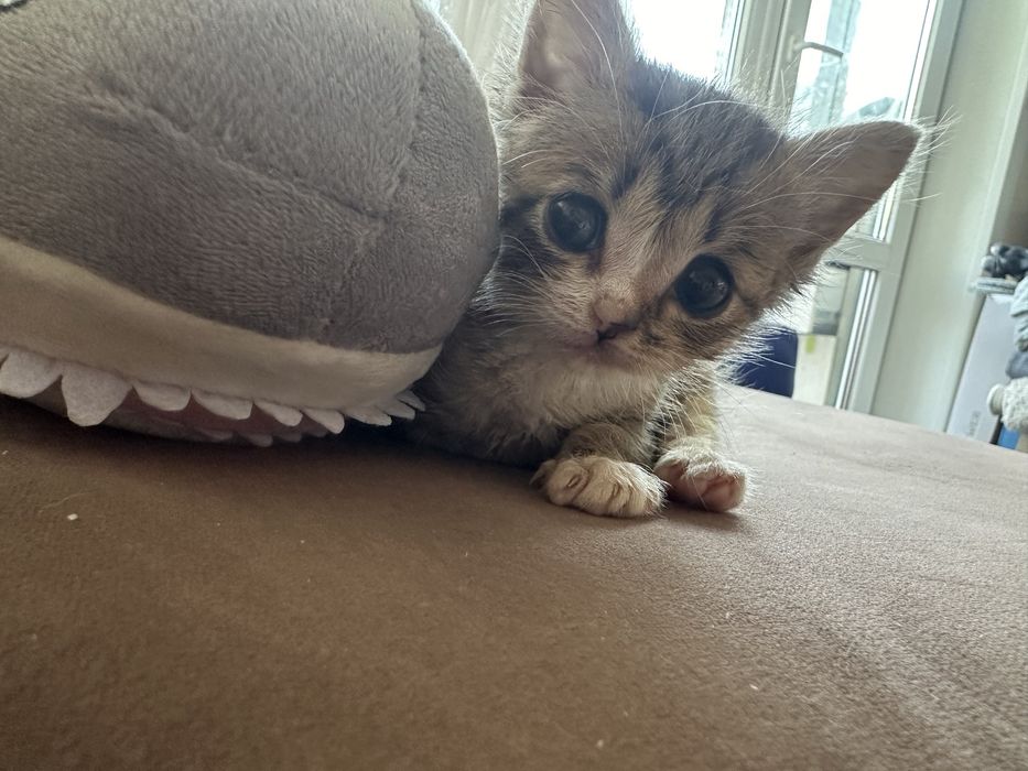 Отдам котенка мальчик