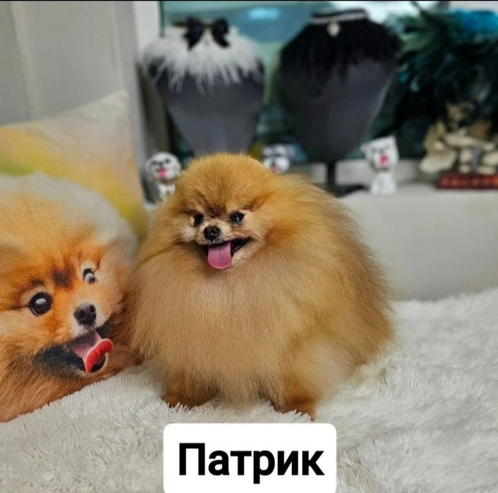 Две Пухкави Померанчета Момчета – Мини Тип Мече, Готови за Нов Дом