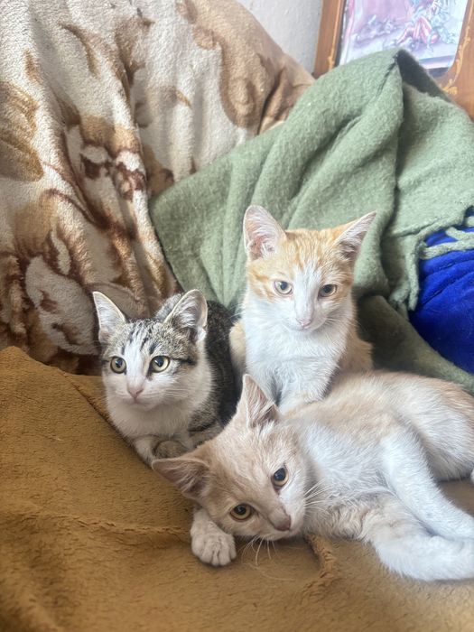 Отдам котят в дотрые руки