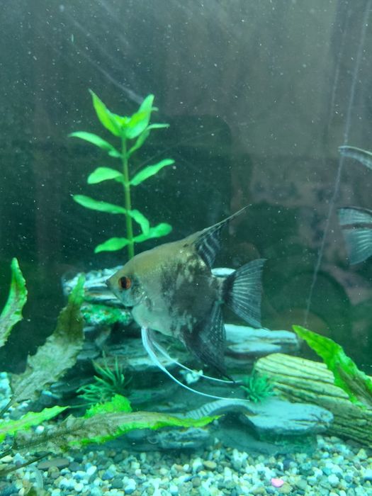 Продам склярию девочка. Астана Район  10 поликлиники