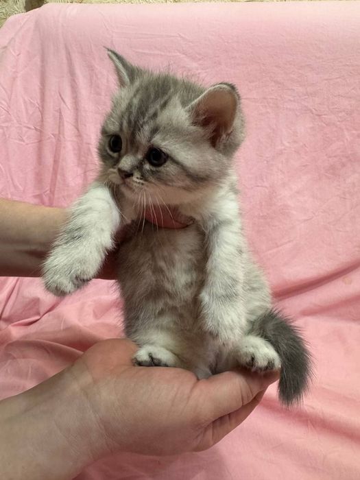 Британские котята (голубая мама, папа серебристая шиншилла)