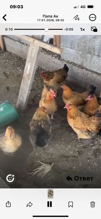 кучинские курицы