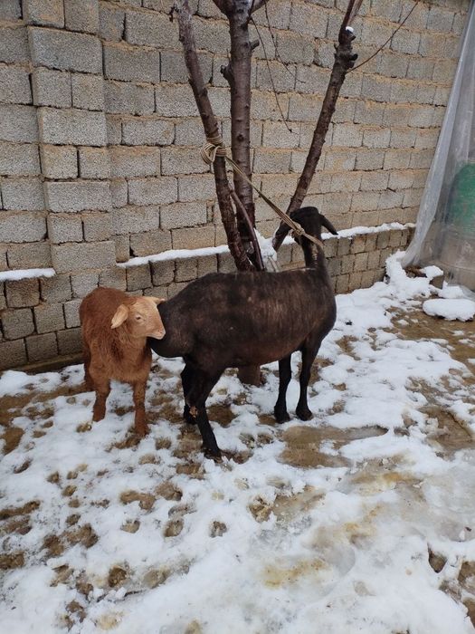 Ona bola qoy sotiladi bolasi arashan qochqor