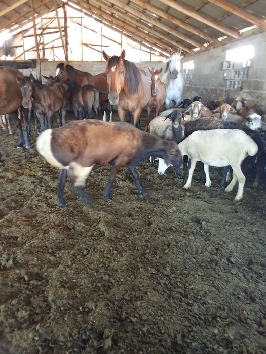 Қошқар 250000тгг