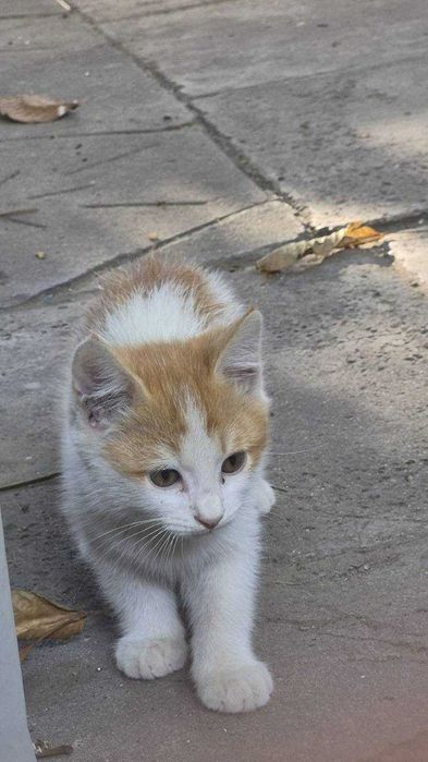 Отдам котят, бесплатно