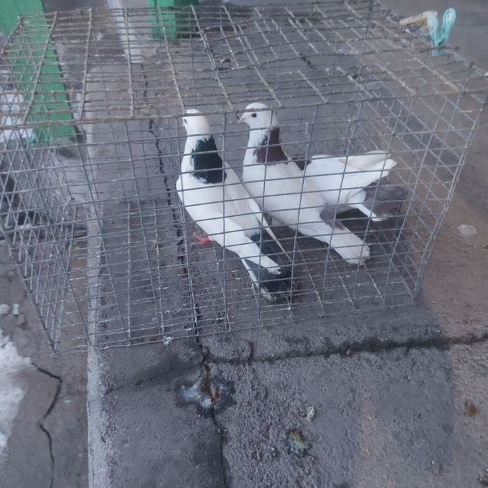 Краснашей 2 самец Сизашей самец