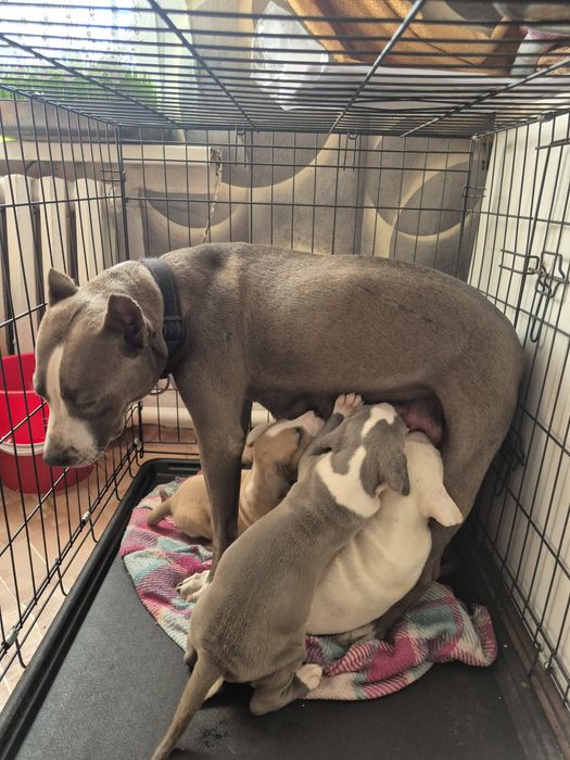 Щенки питбультерьера