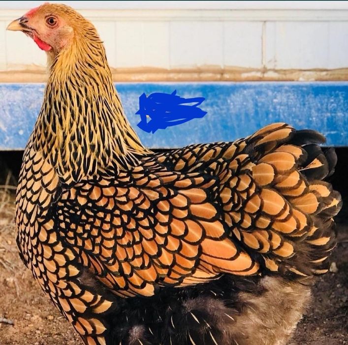 Виандот серебро,Гигант , Адлер