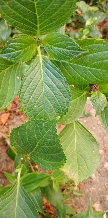 Hortensie 70 cm 70 ron