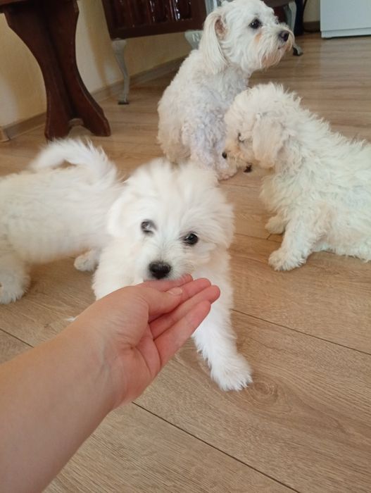 Disponibil cățeluși bichon maltez