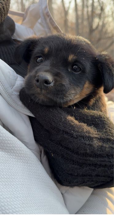 Собачка, мальчик