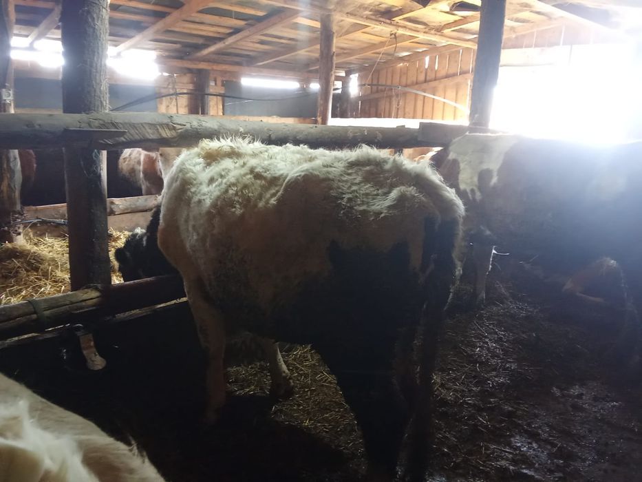 De vînzare junica bună de ținut