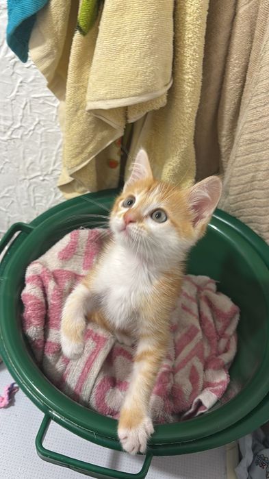 Отдам котенка с лотком
