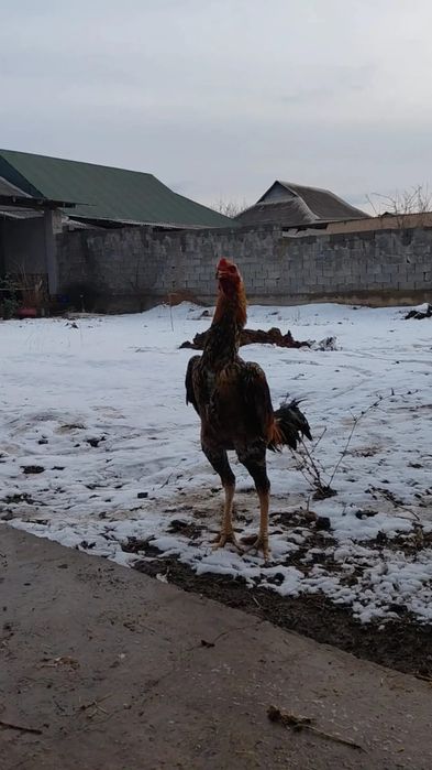 Дакан петух молодой