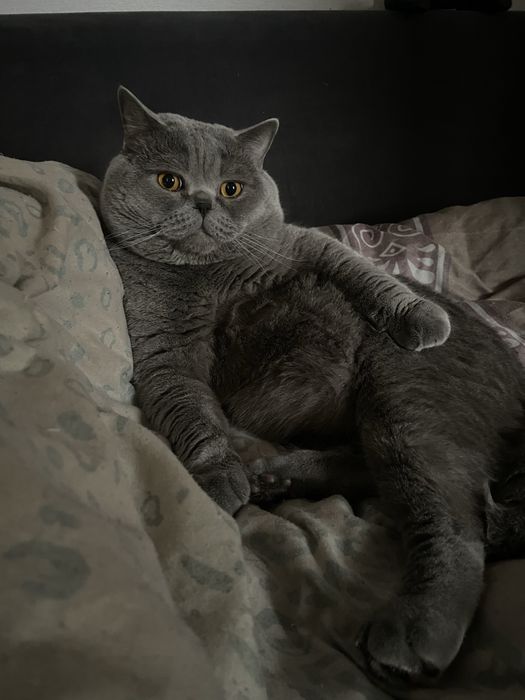 Британцы чистокровные котята