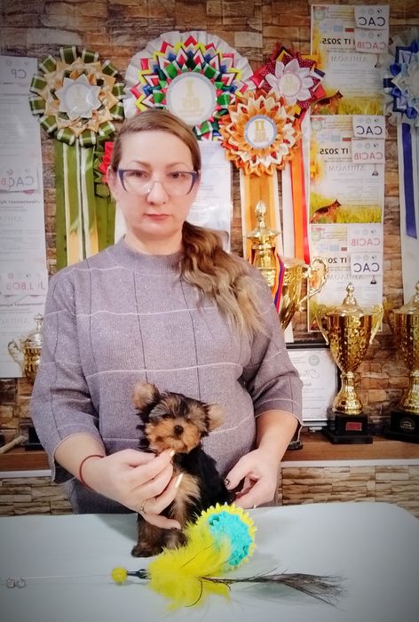 Щенки йоркширский терьер