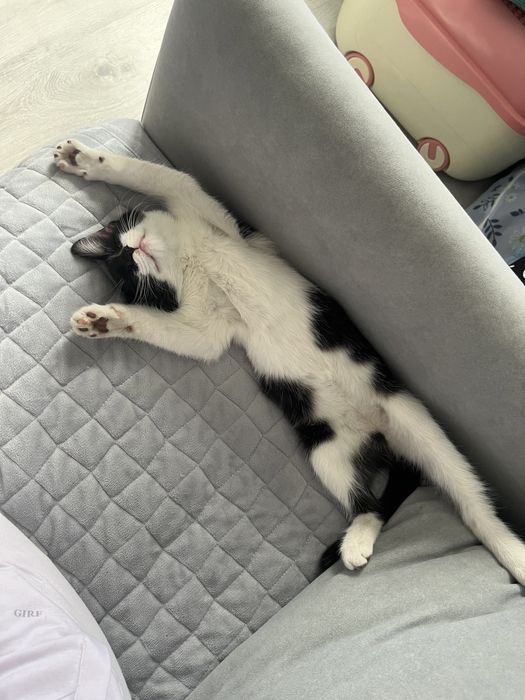 Котенок маленький в добрые руки, ищет дом