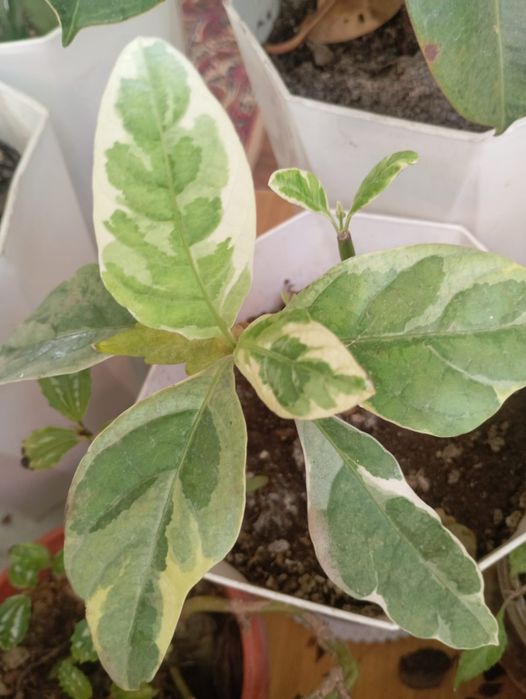 Продаю комнатные цветы