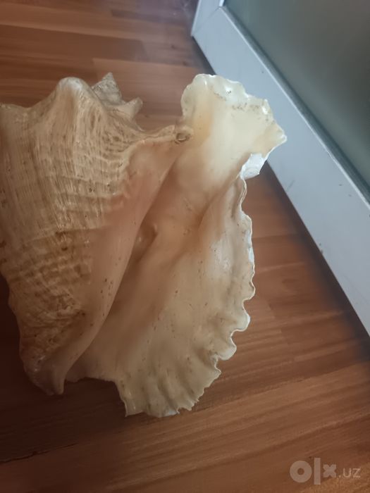 Раковина морского моллюска