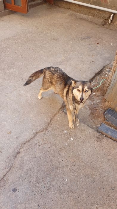 Хаски 5 ойлик киз бола