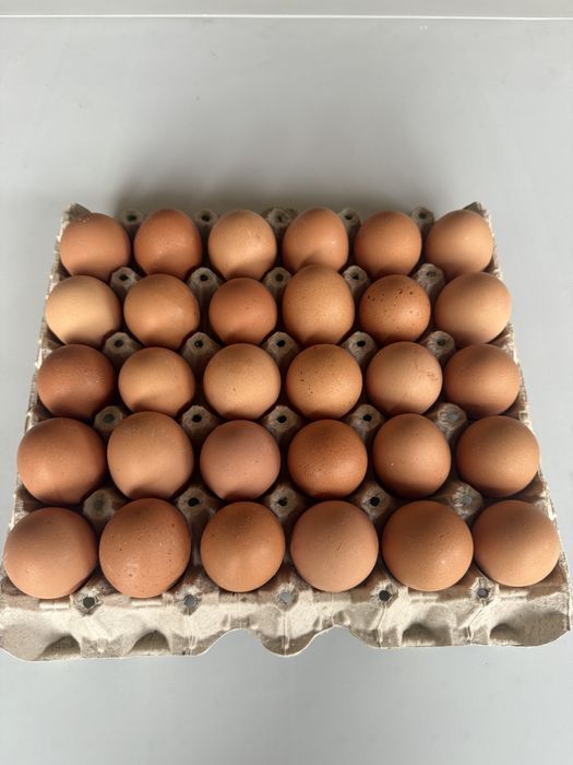 Домашни яйца пресни