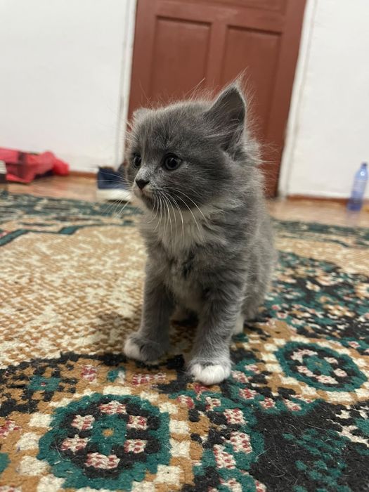 Котёнок девочкаа