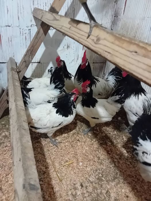 Oua găini  lakenvelder