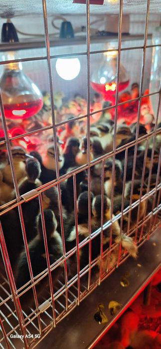 Boboci Rată Mulard si Rouen