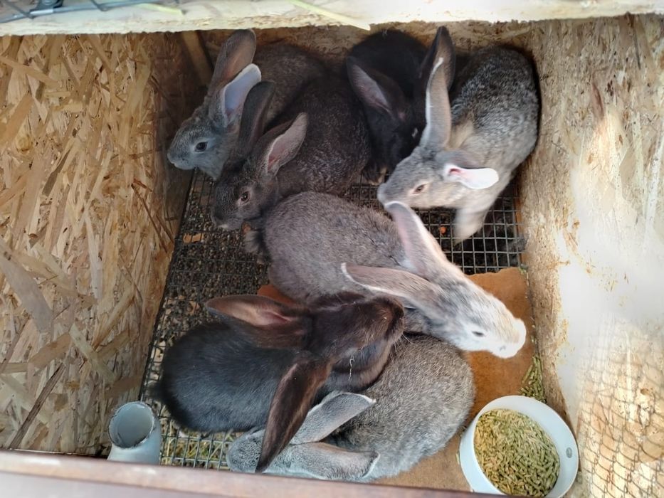 Кролики разной породы