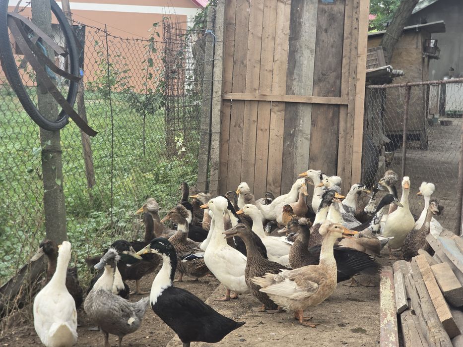 Vand rate românești moțate si ne moțate