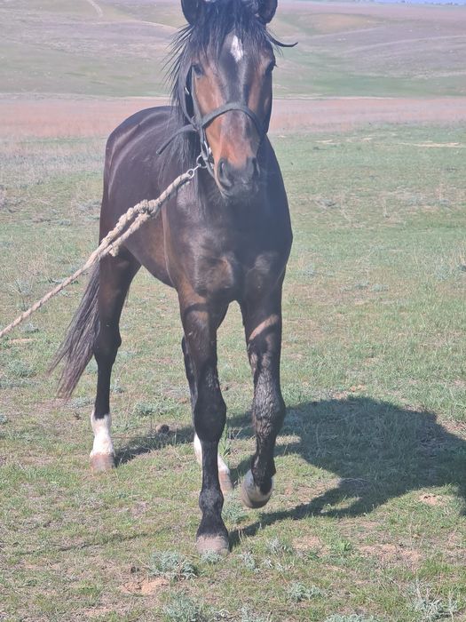 Продам коня 4 годовалый