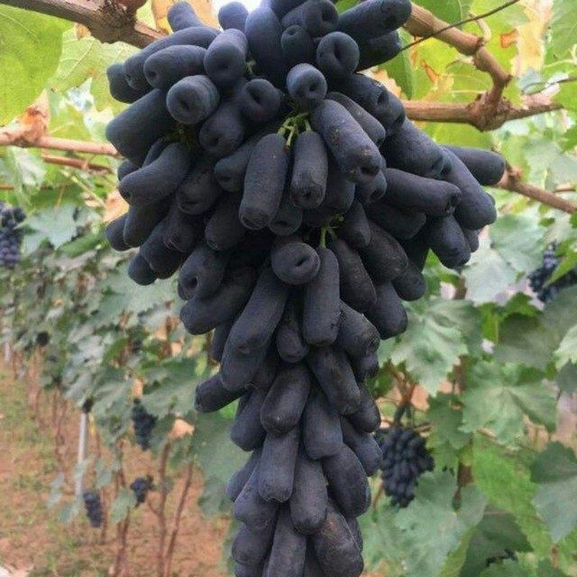 21 sutx hovli sotiladi