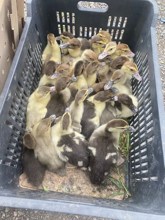 Rate pekin de 12 zile