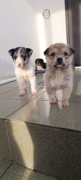 Отдам щенков в добрые руки .