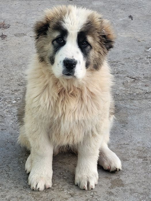 Щенки бойцовые..