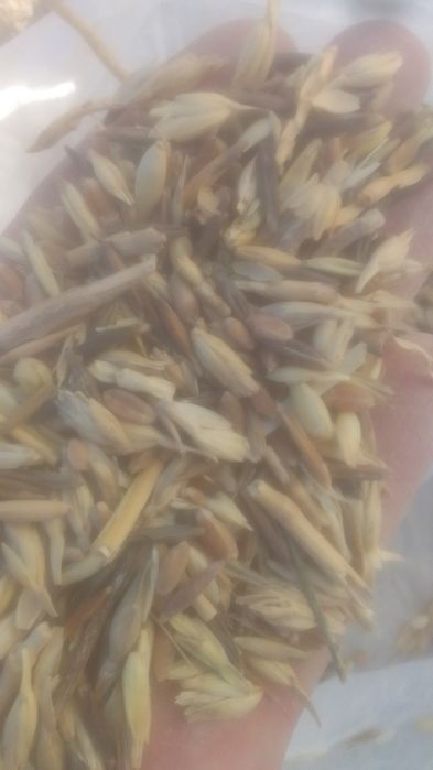 Зерноотходы колосок