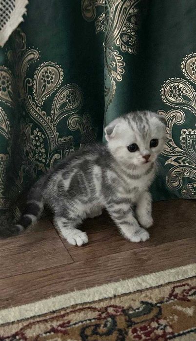 котята шотландские