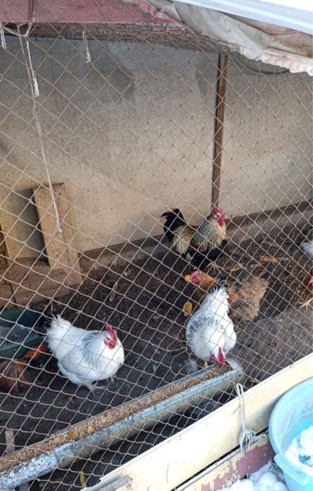 Домашние куры, хорошие