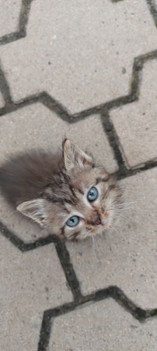 Отдам котят в хорошие руки!!!