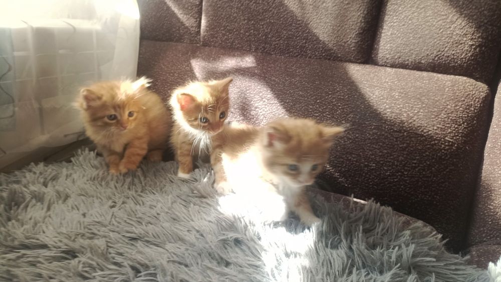 Отдам котенка в добрые руки