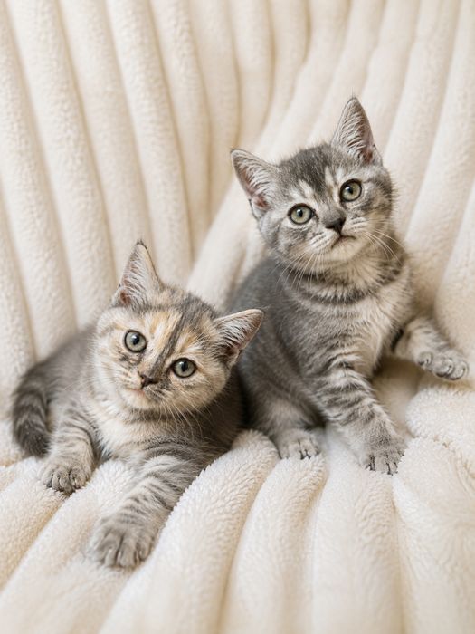 Шотландские котята Скотиш-страйт