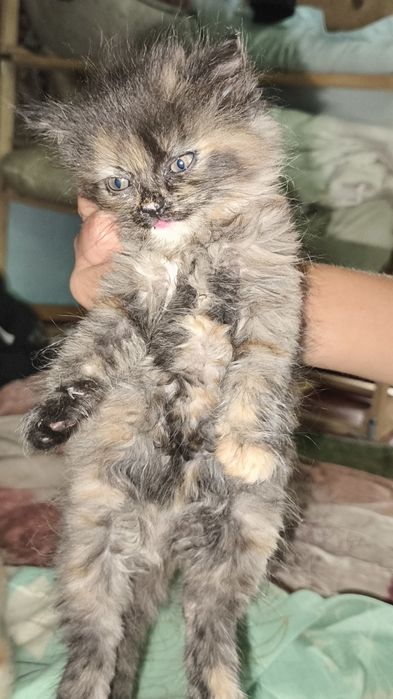 Отдам добрые руки