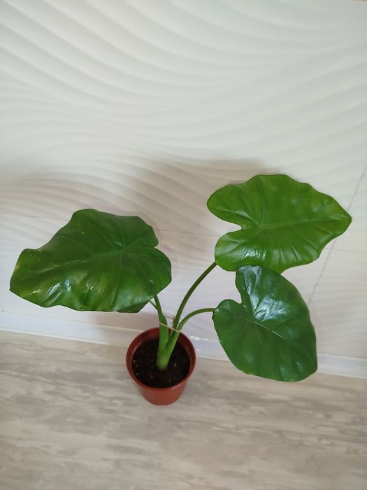 Alakaziya makro karpa